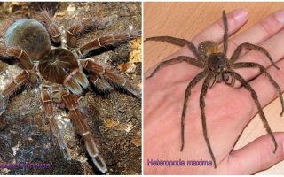 Descripción y fotos de las arañas más grandes del mundo.