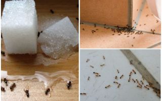 Cómo deshacerse de las hormigas en una casa privada remedios populares