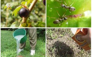 Cómo lidiar con las hormigas y los áfidos en las grosellas.