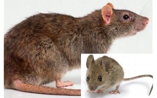 ¿Cuál es la diferencia entre un ratón y una rata?