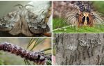 Descripción y foto de una oruga y mariposa del gusano de seda siberiano