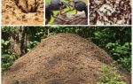 La vida de las hormigas en un hormiguero.