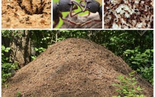 La vida de las hormigas en un hormiguero.
