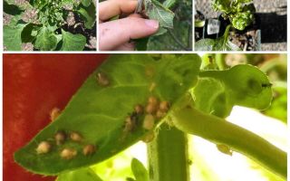 ¿Qué y cómo tratar con los áfidos en la pimienta en un invernadero y campo abierto?