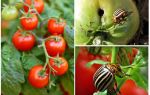 Cómo procesar los tomates del escarabajo de patata de Colorado