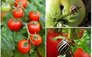 Cómo procesar los tomates del escarabajo de patata de Colorado
