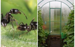 Cómo lidiar con las hormigas en los remedios populares de invernadero