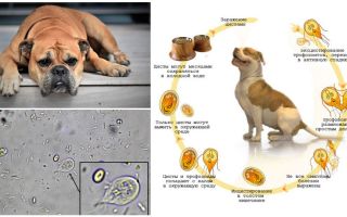 Síntomas y tratamiento de Giardia en perros.