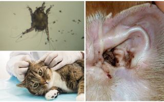 Síntomas y tratamiento de los ácaros del oído en gatos.