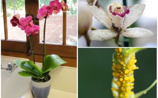 Cómo lidiar con los áfidos en las orquídeas