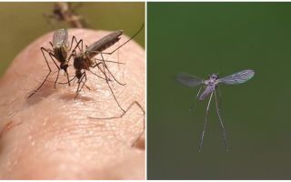¿Qué sonido hace un mosquito?