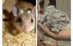 ¿Qué tipo de aislamiento no comen los ratones?