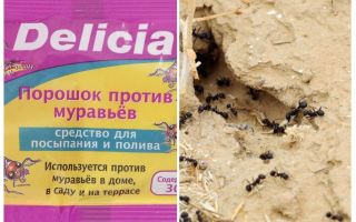 Hormigas Delicia Polvo