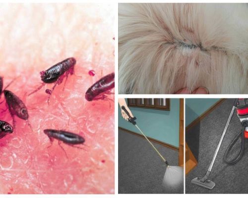 ¿De dónde vienen las pulgas y cómo deshacerse de un apartamento o una casa privada?