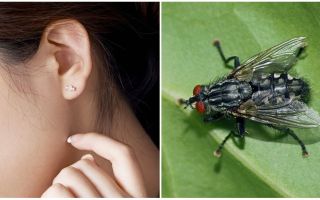 Cómo sacar una mosca de tu oreja en casa
