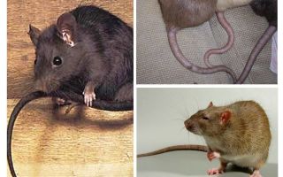 ¿Por qué las ratas hacen cola?