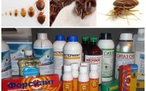Revisión de los remedios más efectivos para los insectos domésticos.