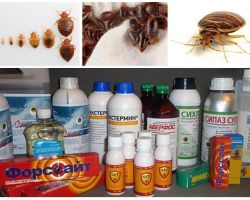 Revisión de los remedios más efectivos para los insectos domésticos.