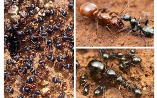 Etapas del desarrollo de las hormigas.
