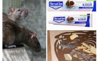 Casa limpia de arcilla de roedores e insectos