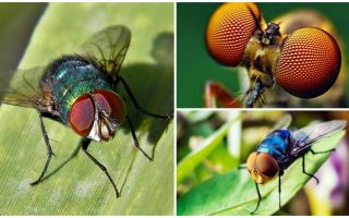 Cuántos cuadros por segundo ve una mosca y cuántos ojos tiene