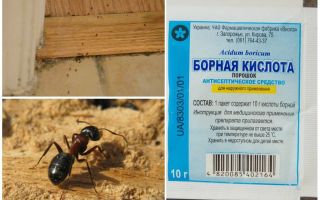 Cómo eliminar hormigas de una casa de madera