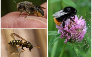 Las diferencias de un abejorro de una abeja y una avispa