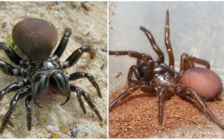 Descripción y fotos de arañas australianas