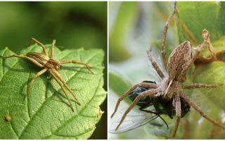 ¿Cuántas arañas comunes viven en un apartamento y en la naturaleza?