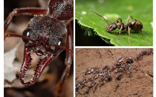 Todo sobre hormigas