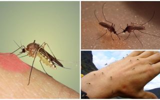 ¿Por qué hacer mosquitos en la naturaleza?