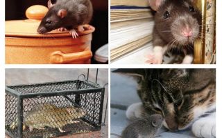 Cómo deshacerse de los roedores en una casa particular