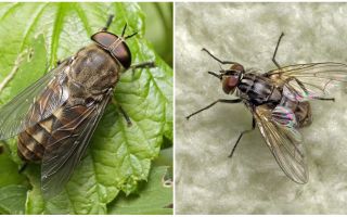Descripción y foto picaduras moscas.