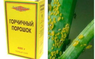 Aphid Mustard