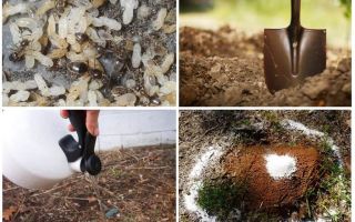 Cómo sacar hormigas del jardín remedios populares