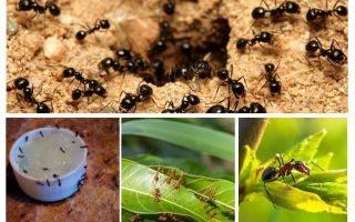 A qué le temen las hormigas