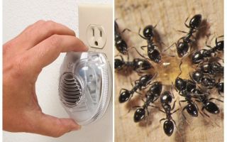 Efectivo repelente de hormigas por ultrasonidos