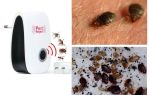 ¿Qué temen los insectos domésticos, los remedios populares?