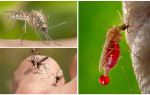 Personas con las que el grupo sanguíneo es más frecuentemente picado por mosquitos