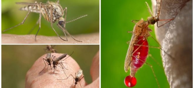 Personas con las que el grupo sanguíneo es más frecuentemente picado por mosquitos