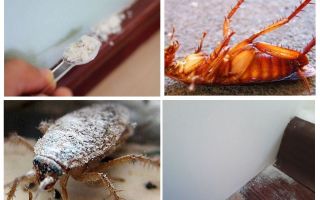 Resumen de los polvos de cucarachas