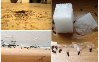 Cómo eliminar hormigas de un apartamento en casa