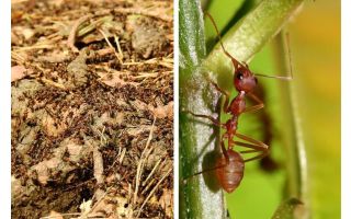 ¿Qué es hormigas útiles?