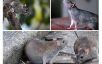 ¿Cuántos años han vivido las ratas?