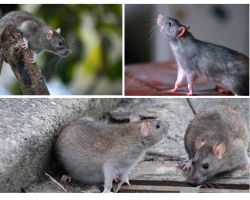¿Cuántos años han vivido las ratas?