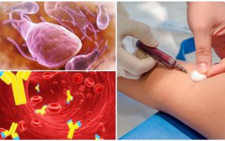 Análisis de sangre para lamblia: qué, cómo y dónde pasar, costo y decodificación