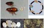 El ciclo de vida de una pulga, cómo se ven los huevos y las larvas de las pulgas.