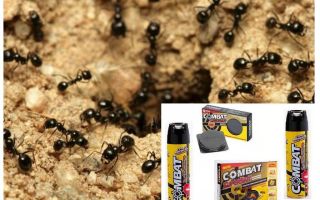 Remedios de combate de hormigas