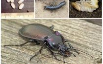 Descripción y foto de escarabajos de tierra.