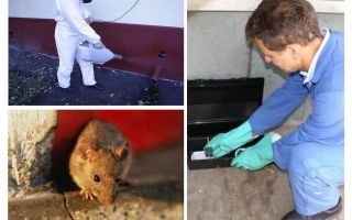 Exterminio de ratas y ratones por servicios especializados.